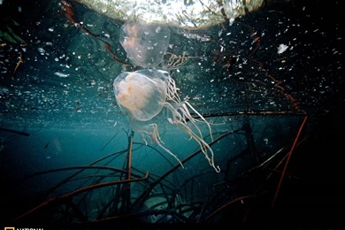 Funny Box Jellyfish Wallpapers