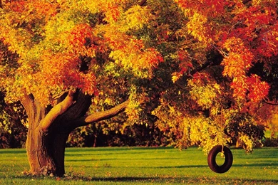 Autumn Tree HD Wallpapers