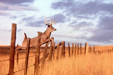 Whitetail Deer Backgrounds