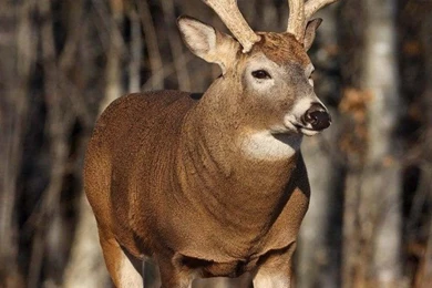 A Beautiful Deer Wallpapers For iPhone HD, Backgrounds 640x960