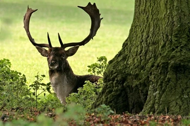 Gallery For   Deer Head Wallpapers