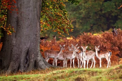 Gallery For   Autumn Deer Wallpapers