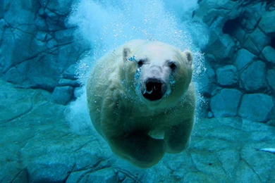 Gallery For   Desktop Wallpapers Polar Bear