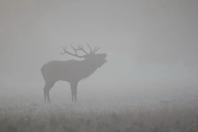 1600x1200 Shadow Of The Deer Desktop PC And Mac Wallpapers