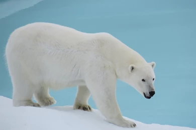 Did I Ever See A Polar Bear?