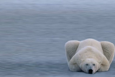 Cartoon Polar Bear Background Images