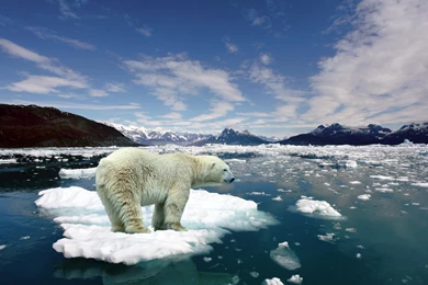 Trololo Blogg: Bear Wallpapers