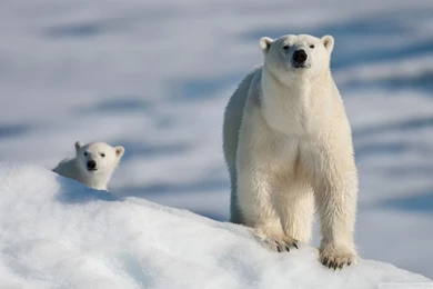 Download Polar Bear And Global Warming Wallpapers 1920x1080 ...