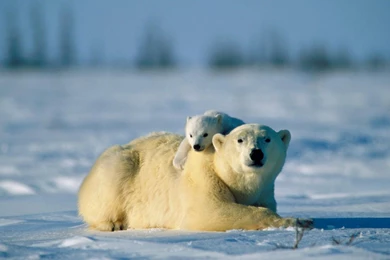 Polar Bear HD Wallpapers