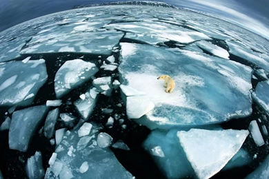 Polar Bear on Thin Ice Wallpaper.jpg