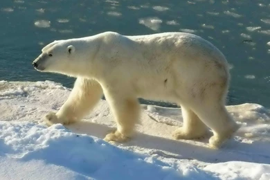 Lonely Polar Bear Desktop Backgrounds HD 1920x1200