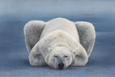 Polar Bear Wallpapers Downloads 58371 Desktop Wallpapers