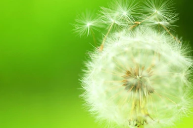 Dandelion Desktop Backgrounds Picture 1280x1024 Hd Desktop ...