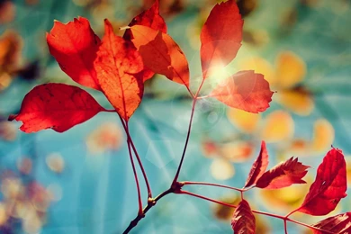 Galaxy S4 Hd Wallpapers Download   Wallpapers Animal Hd