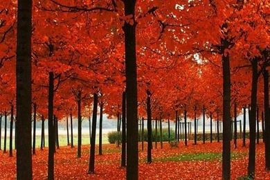 Gallery For   Autumn Bright Com In Wallpapers