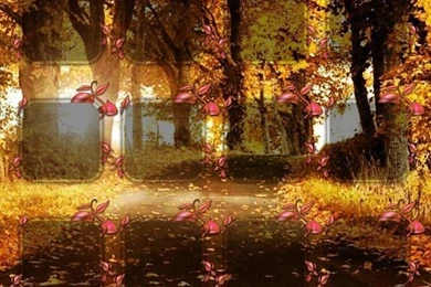 DeviantArt: More Like Autumn Leaves IPod/iPhone Wallpapers By Bubblehun