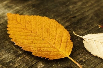 Autumn Leaves1 iPhone 5s Wallpapers Download