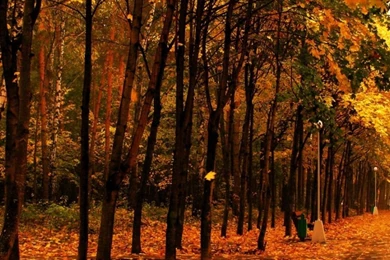 Yellow Forest Autumn   Best HD Wallpapers For iPhone And Android ...