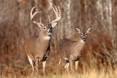 Gallery For   Free Whitetail Deer Desktop Wallpapers
