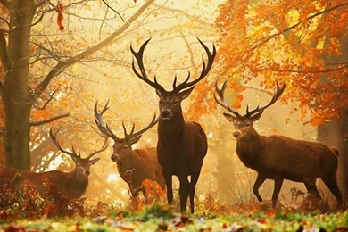 Dual Monitor Resolution Deer Wallpapers HD, Desktop Backgrounds ...