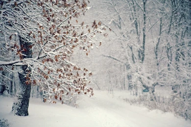 Winter Snow Wallpapers