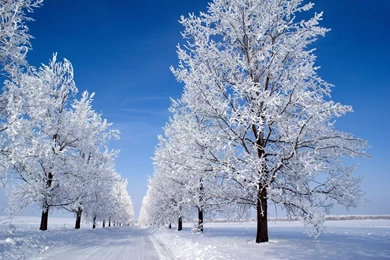 Wallpapers Winter, Snow, Tree, Alley, Road, Sky Desktop Wallpapers ...