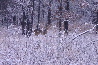 Deer: Deer Snow Hiking Winter Desktop Backgrounds For HD 16:9 High ...