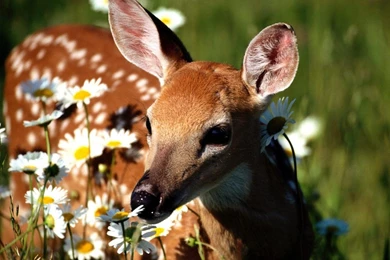 Wallpaper: Deer Wallpapers For Computer