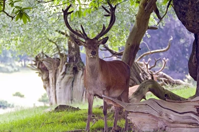 Deer Wallpapers   Animal Wallpapers