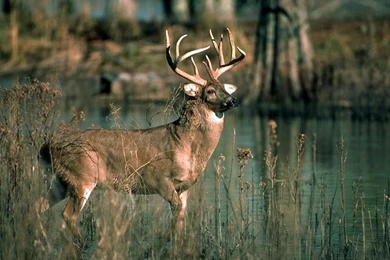 Wellphokannsong: Whitetail Wallpapers