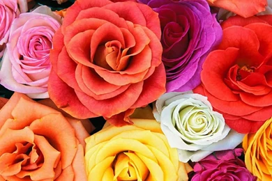 Wedding Flowers: 2011 04 24