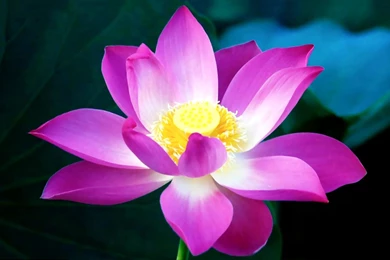 Desktop Backgrounds Flowers Lotus Flower Photos Of Beautify Your ...