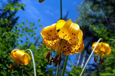 Autumn Flower HD Wallpapers ~ Toptenpack.com