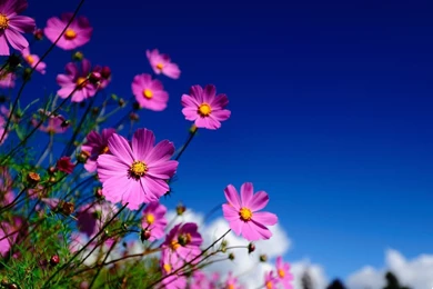 Flower Wallpapers For Computer Desktop