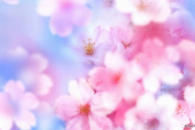 Gallery For   Free Floral Computer Wallpapers