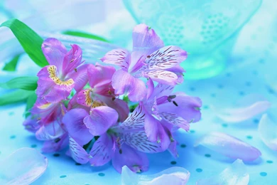 Gallery For   Free Computer Flower Wallpapers