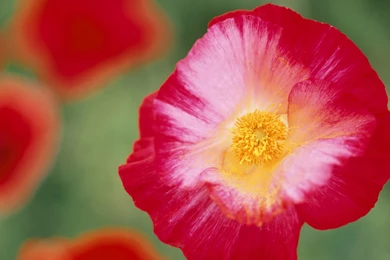 78 Computer Backgrounds