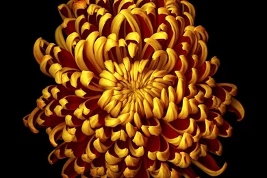 IPhone 6 Plus Flower 1 JasonZigrino.jpg