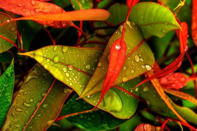 Scenery Wallpapers HD Free Download