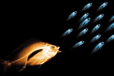 Abstract Fish Fresh New Hd Wallpapers   Your HD Wallpapers
