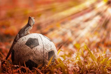 Animals Soccer Lizards Fussball Balls Football Futbol Futebol ...