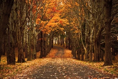 Fall Wallpapers Hd Wallree36