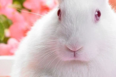 Free iPhone 5S/5C/5/4S/4 Wallpapers To Download