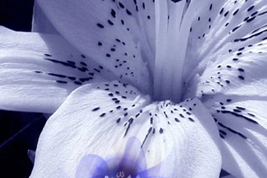 Free Islamic iPhone 5, 5S, 5C Wallpapers   Free Islamic Apps