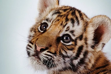 Mac apple ipad 2 hd wallpaper 27.jpg