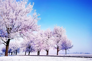 Winter Backgrounds Wallpapers