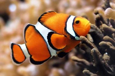 Fish Wallpapers HD Backgrounds Download Facebook Covers • IPhones ...