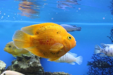 Fish HD Wallpapers , New Wallpapers, New Wallpapers