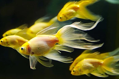 Fish HD Wallpapers For Desktop – ImageTown.in