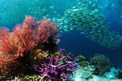 School Of Tropical Fish HD Desktop Wallpapers : High Definition ...